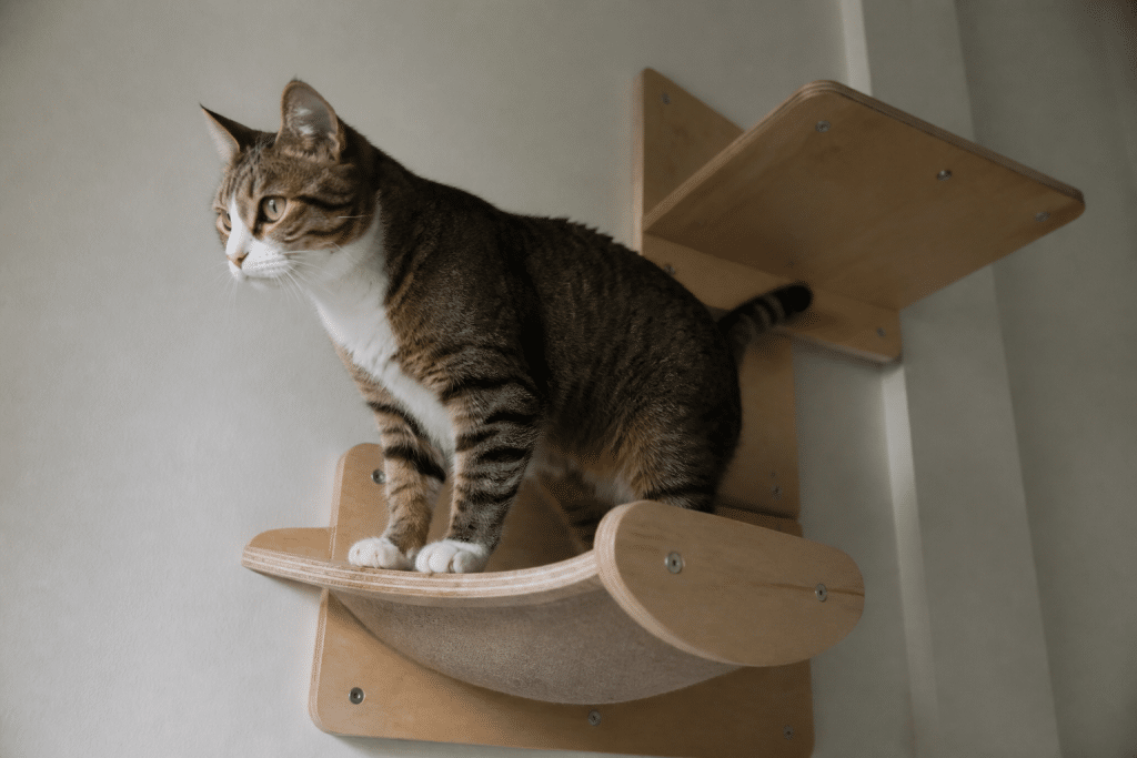 Main testant solidite structure chat bois multicouche