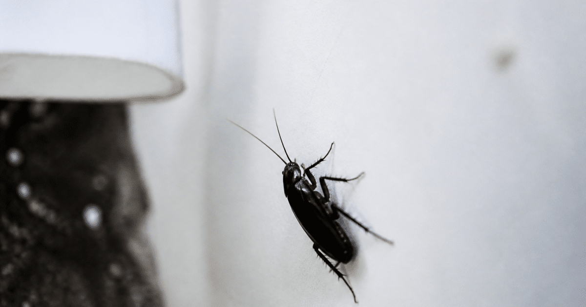 cafard noir grimpant sur surface blanche propre