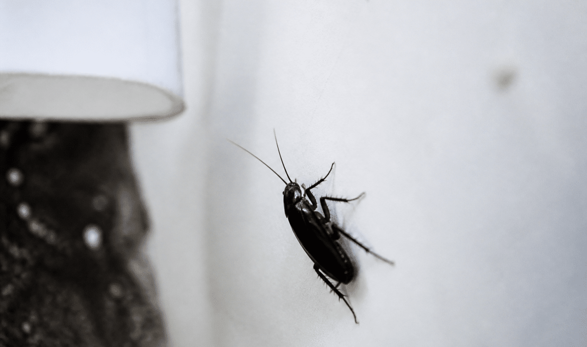 cafard noir grimpant sur surface blanche propre