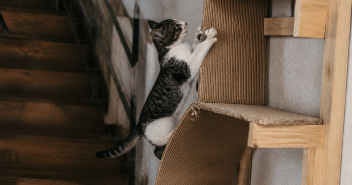 Chat grimpe sur structure verticale en carton et bois