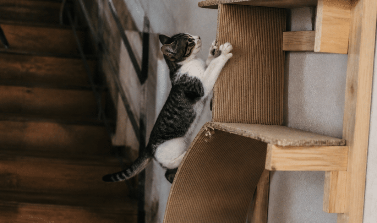 Chat grimpe sur structure verticale en carton et bois