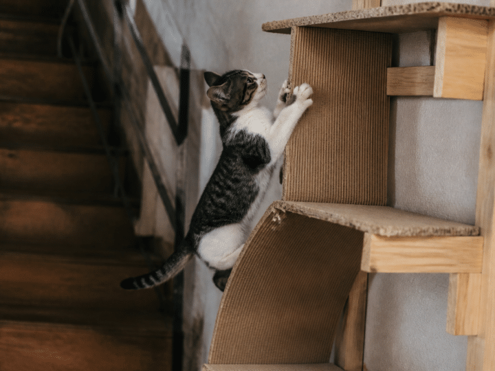 Chat grimpe sur structure verticale en carton et bois