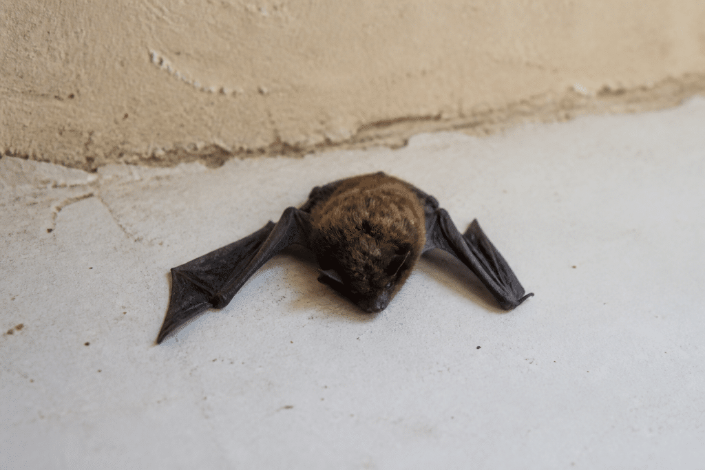 Chauve-souris immobile sur surface claire intérieure sombre