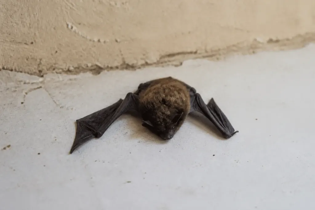 Chauve-souris immobile sur surface claire intérieure sombre