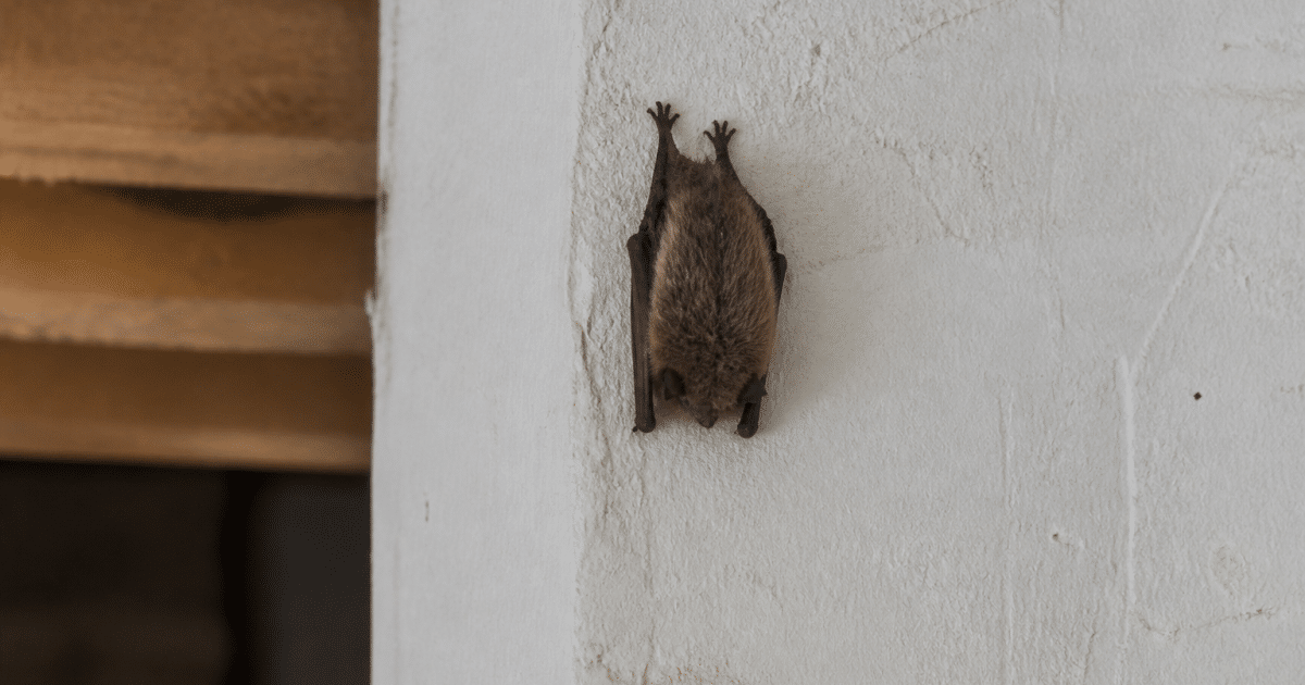 Chauve-souris accrochee au mur interieur d'une maison