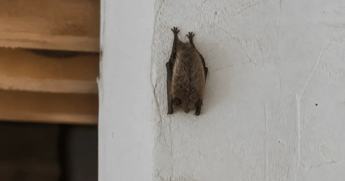 Chauve-souris accrochee au mur interieur d'une maison
