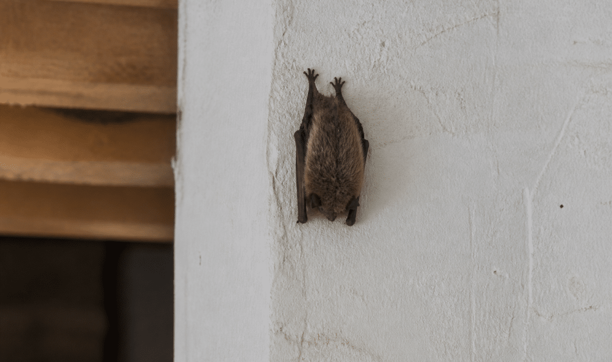 Chauve-souris accrochee au mur interieur d'une maison