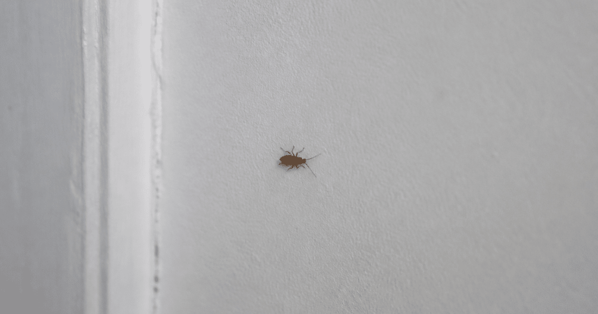 Insecte brun rampant sur mur blanc interieur maison