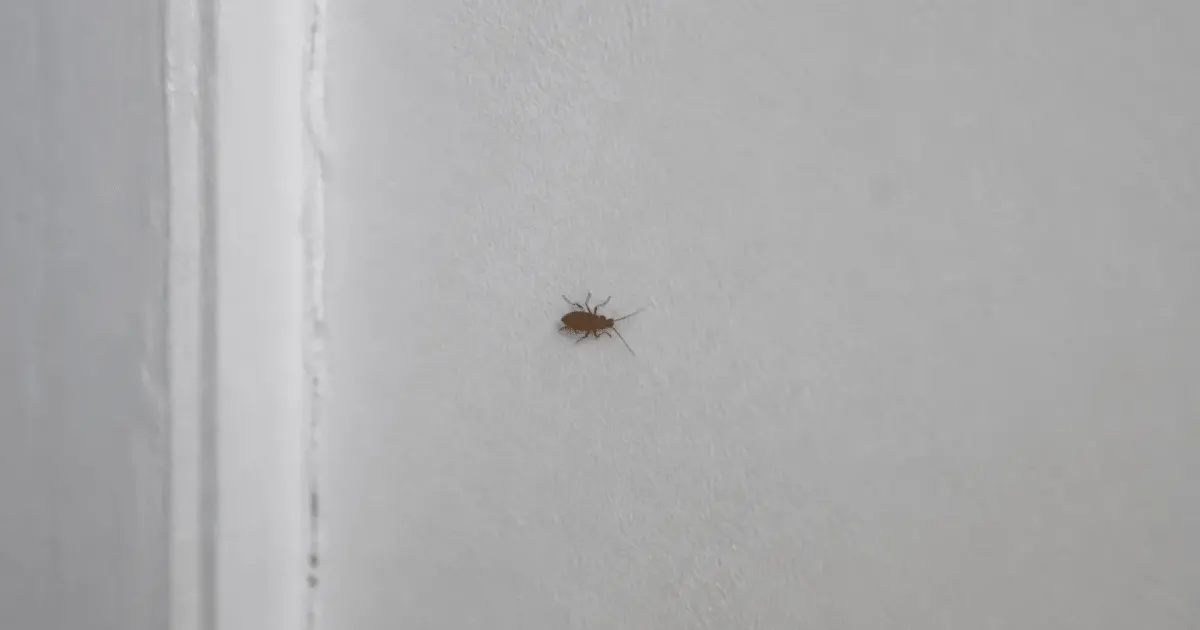 Insecte brun rampant sur mur blanc interieur maison