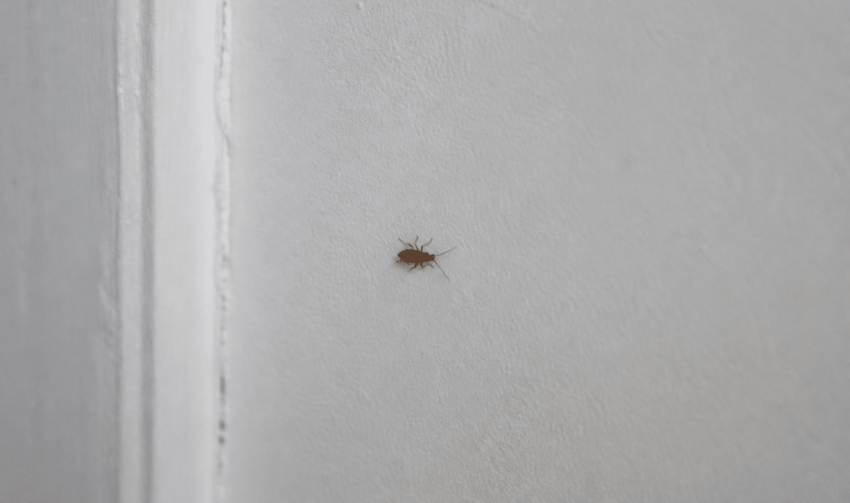 Insecte brun rampant sur mur blanc interieur maison