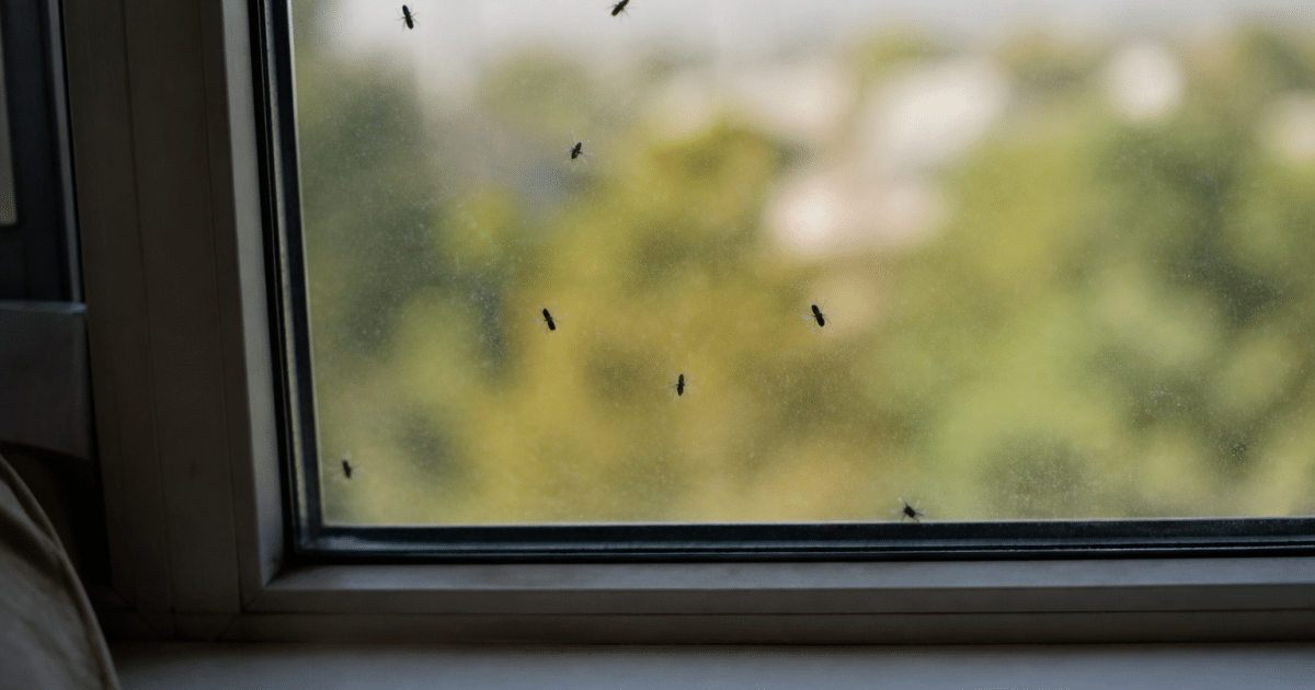 Insectes ailés noirs volant pres d'une fenetre interieure