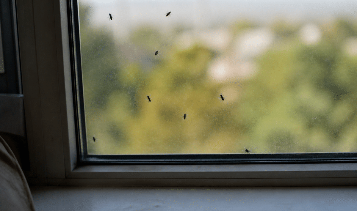 Insectes ailés noirs volant pres d'une fenetre interieure