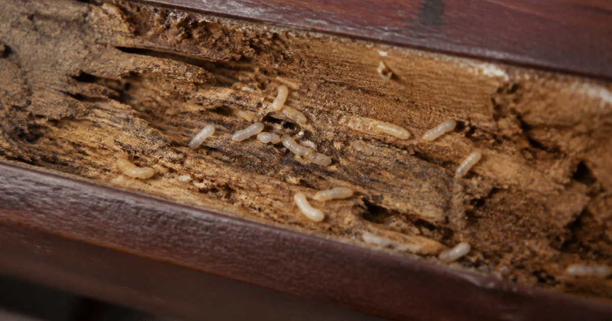 Larves blanches minuscules rampant sur bois d'interieur endommagé