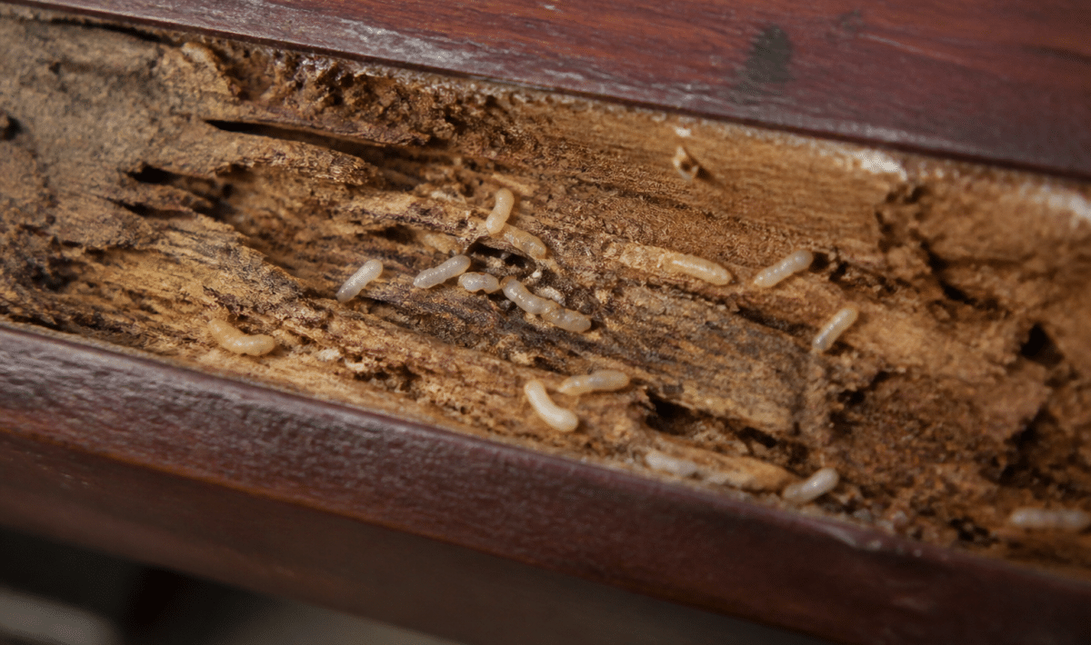 Larves blanches minuscules rampant sur bois d'interieur endommagé