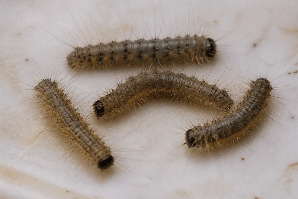 Larves d'insectes avec poils fins visibles sur surface claire