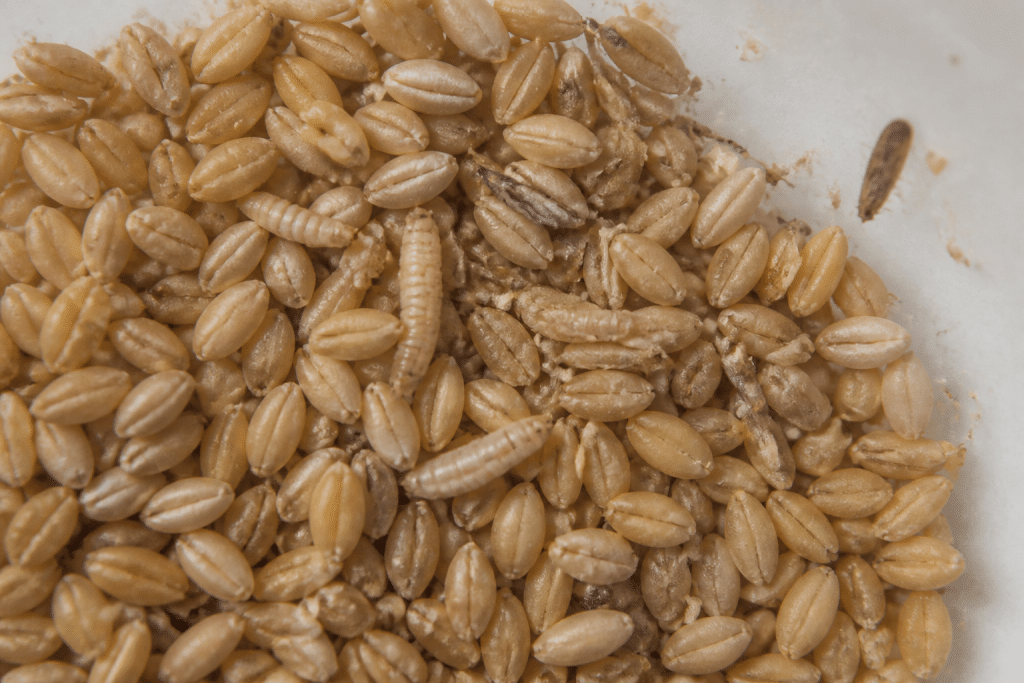 Larves blanches et mites dans aliment contaminé