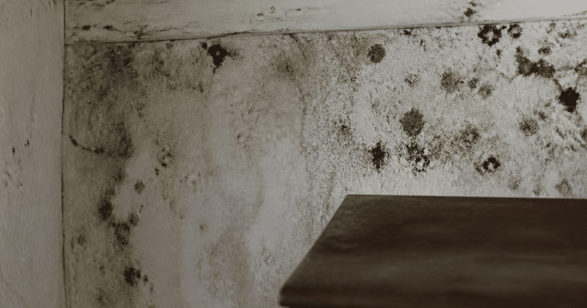 Taches noires et vertes s'etendant sur surface murale interieure humide