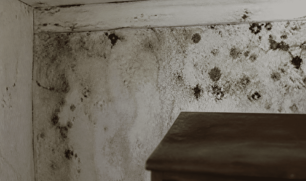 Taches noires et vertes s'etendant sur surface murale interieure humide