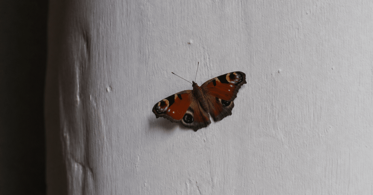 Petit papillon aux ailes colorees posé sur mur intérieur blanc