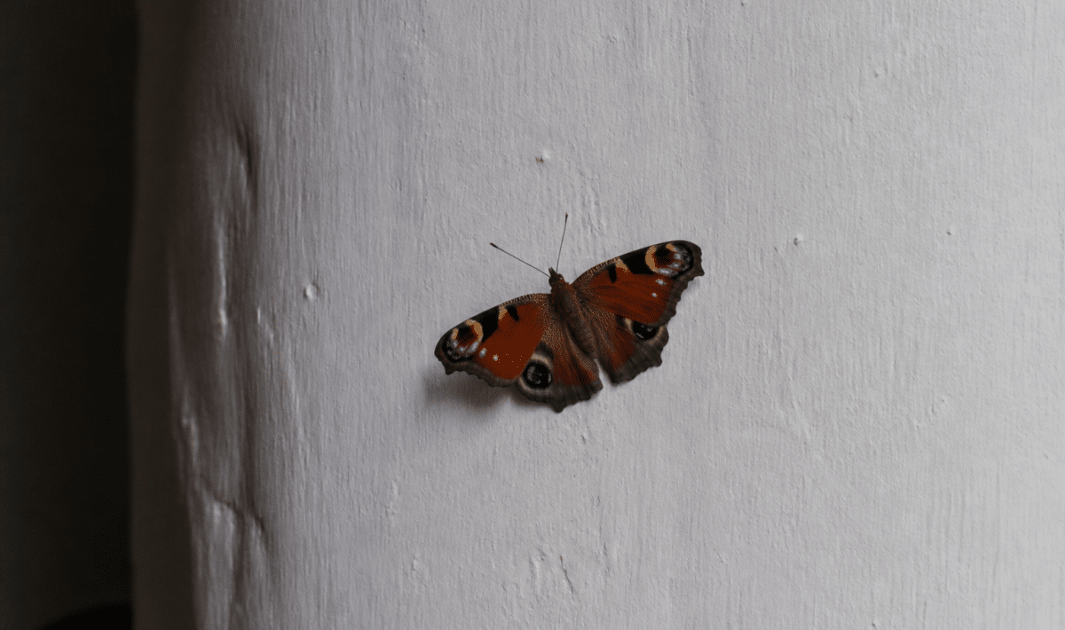 Petit papillon aux ailes colorees posé sur mur intérieur blanc