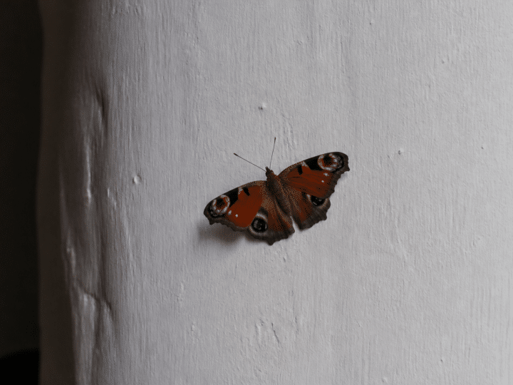 Petit papillon aux ailes colorees posé sur mur intérieur blanc