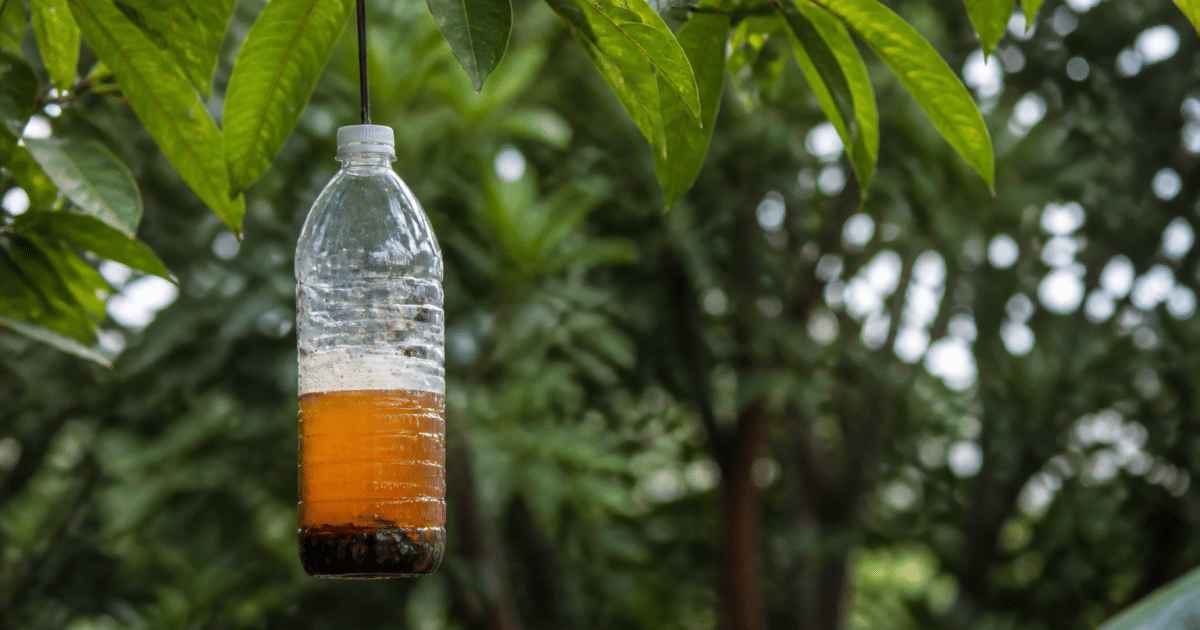 Bouteille en plastique suspendue contenant liquide attrape insectes