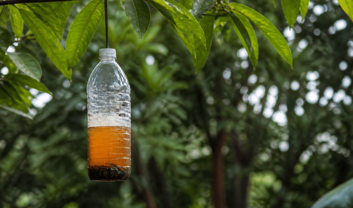 Bouteille en plastique suspendue contenant liquide attrape insectes