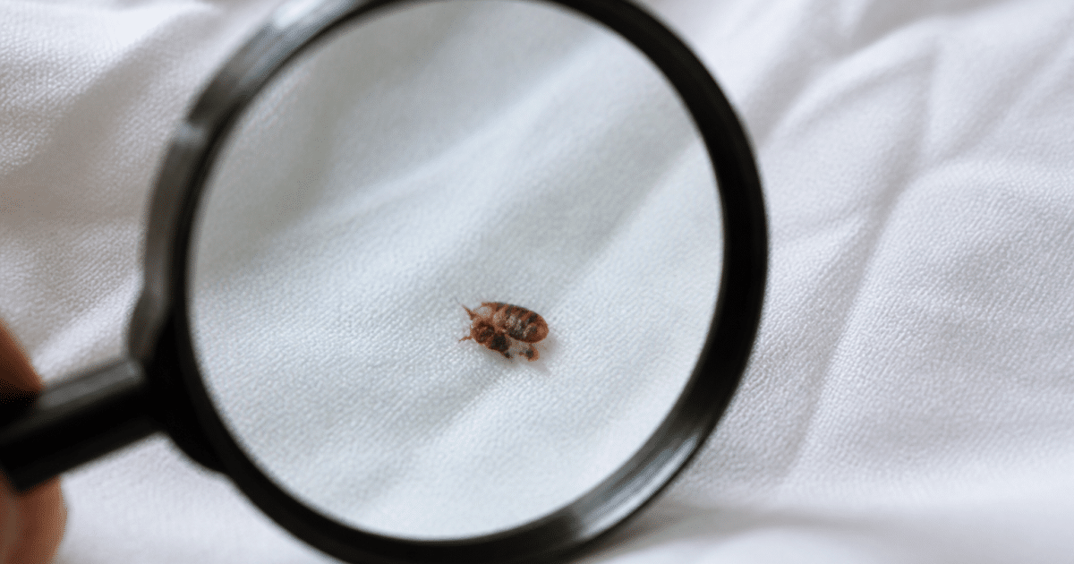 Punaise de lit écrasée sur drap blanc avec loupe grossissante