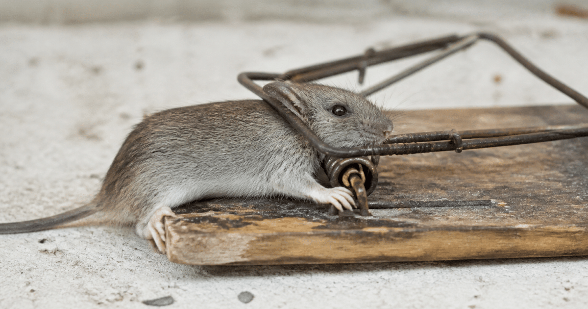 Souris grise piegee dans dispositif bois metal ferme