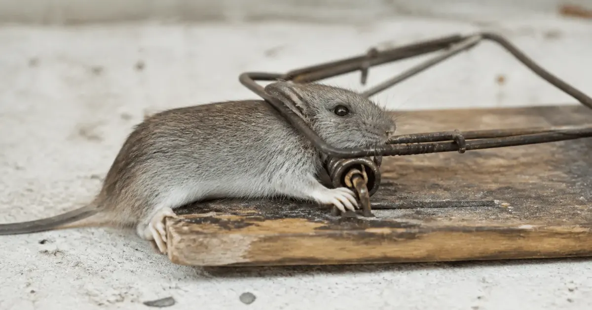 Souris grise piegee dans dispositif bois metal ferme