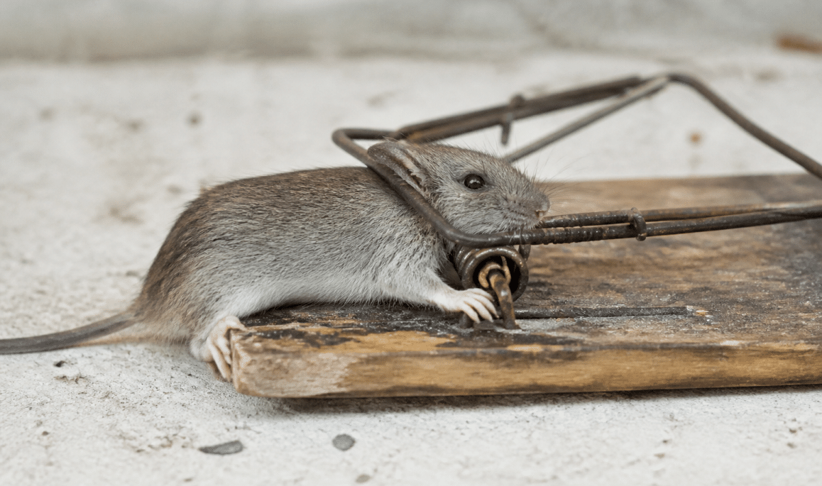 Souris grise piegee dans dispositif bois metal ferme